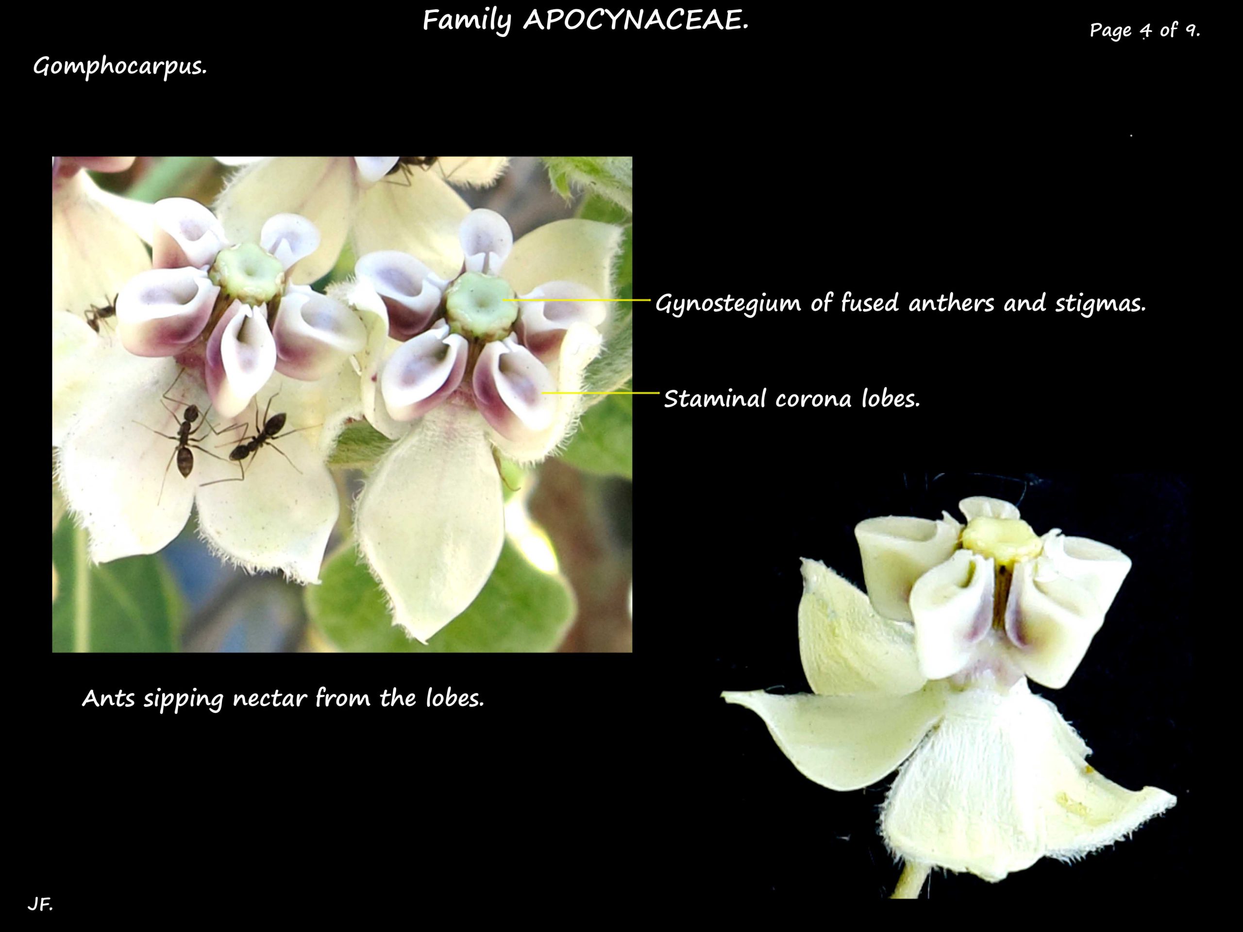 4 Cottonbush flowers